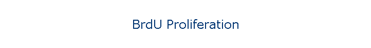 BrdU Proliferation