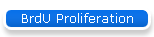 BrdU Proliferation