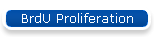 BrdU Proliferation