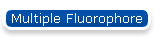 Multiple Fluorophore
