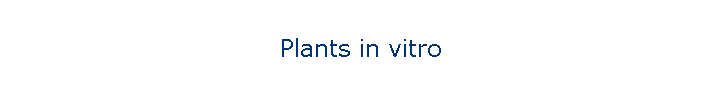 Plants in vitro